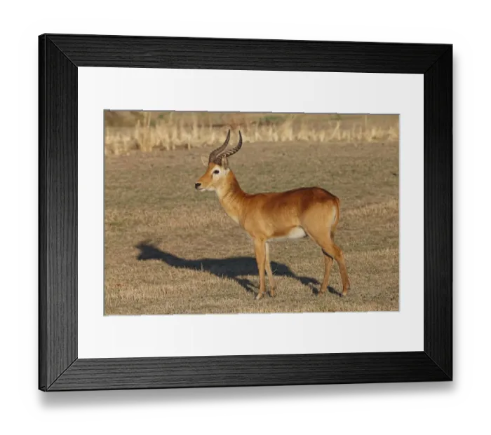 Framed Print : Puku (Kobus vardonii) adult male, standing on grassland, South Luangwa N. P. Zambia, June Framed Print : Puku (Kobus vardonii) adult male, standing on grassland, South Luangwa N. P. Zambia, June