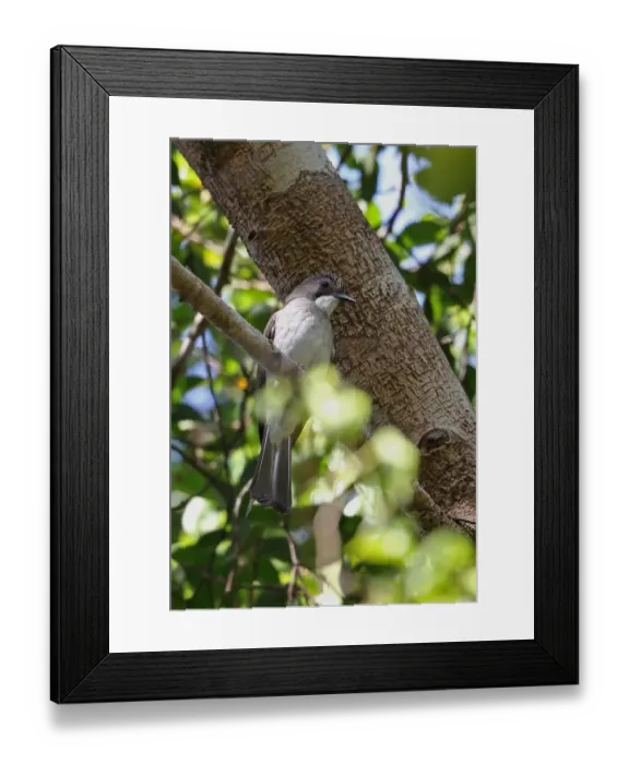 Framed Print : Cinereous Bulbul (Hemixos cinereus cinereus) adult, perched on branch, Taman Negara N. P Framed Print : Cinereous Bulbul (Hemixos cinereus cinereus) adult, perched on branch, Taman Negara N. P