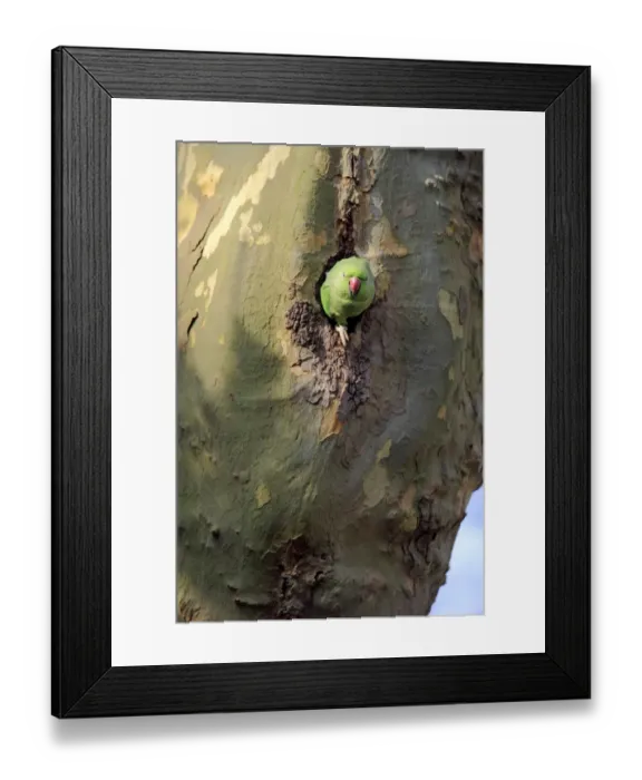 Framed Print : Rose-ringed Parakeet (Psittacula krameri) introduced species, adult female, at nesthole entrance in tree trunk Framed Print : Rose-ringed Parakeet (Psittacula krameri) introduced species, adult female, at nesthole entrance in tree trunk