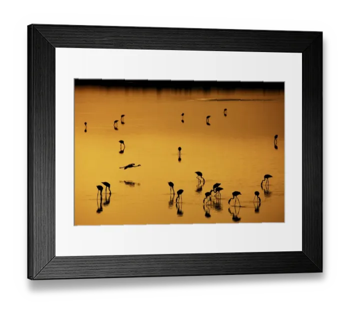 Framed Print : Greater Flamingo (Phoenicopterus roseus) flock, feeding in shallow water, silhouetted on soda lake at sunset Framed Print : Greater Flamingo (Phoenicopterus roseus) flock, feeding in shallow water, silhouetted on soda lake at sunset