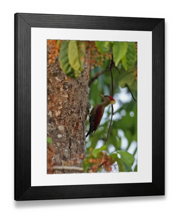 Framed Print : Crimson-winged Woodpecker (Picus puniceus observandus) adult female, clinging to tree trunk, Taman Negara N. P Framed Print : Crimson-winged Woodpecker (Picus puniceus observandus) adult female, clinging to tree trunk, Taman Negara N. P