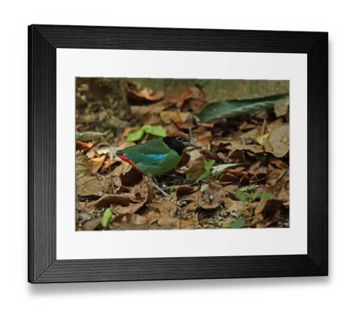 Framed Print : Hooded Pitta (Pitta sordida) adult, foraging on forest floor, Taman Negara N. P