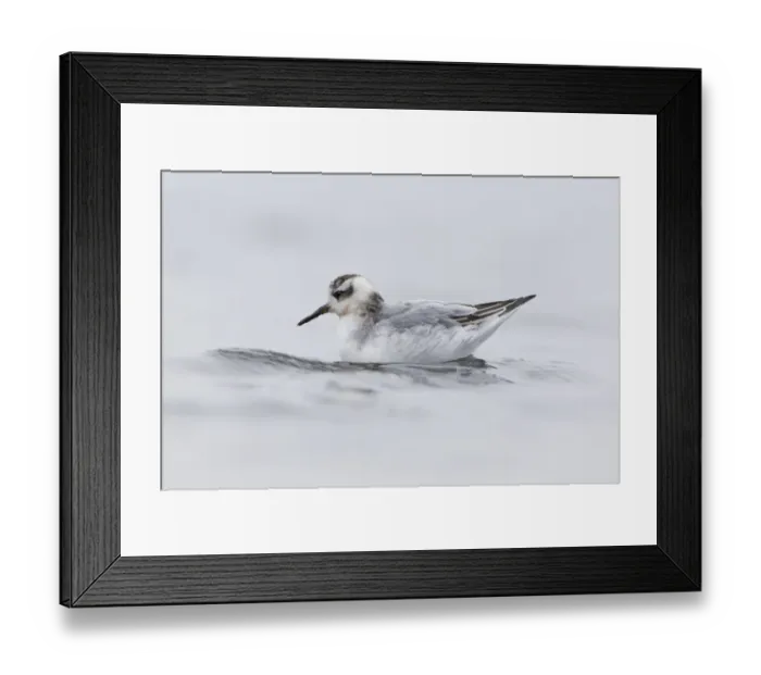 Framed Print : Grey Phalarope (Phalaropus fulicarius) juvenile, first winter plumage, swimming, Norfolk, England, November Framed Print : Grey Phalarope (Phalaropus fulicarius) juvenile, first winter plumage, swimming, Norfolk, England, November