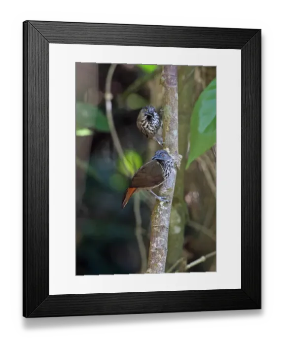 Framed Print : Chestnut-rumped Babbler (Stachyris maculata maculata) two adults, perched on tree trunk, Taman Negara N. P