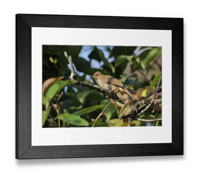 Framed Print : Asian Red-eyed Bulbul (Pycnonotus brunneus brunneus) two adults, perched on twig, Taman Negara N. P Framed Print : Asian Red-eyed Bulbul (Pycnonotus brunneus brunneus) two adults, perched on twig, Taman Negara N. P