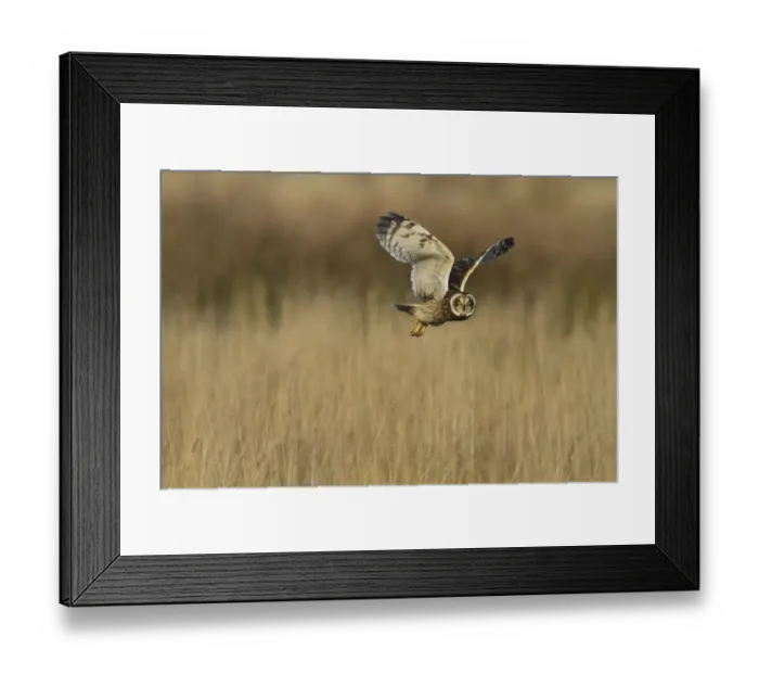 Framed Print : Short-eared Owl (Asio flammeus) adult, in flight, hunting over rough grassland, Pilling Moss, The Fylde, Lancashire Framed Print : Short-eared Owl (Asio flammeus) adult, in flight, hunting over rough grassland, Pilling Moss, The Fylde, Lancashire