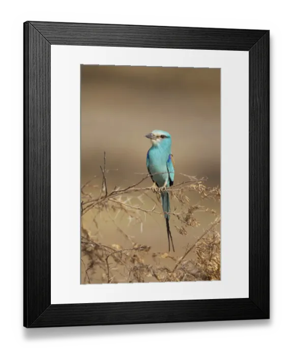 Framed Print : Abyssinian Roller (Coracias abyssinica) adult, perched on twigs, Gambia, February Framed Print : Abyssinian Roller (Coracias abyssinica) adult, perched on twigs, Gambia, February