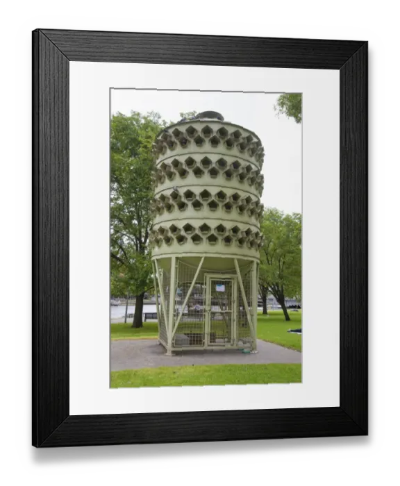 Framed Print : Feral Pigeon (Columba livia) loft, intended to provide alternative home for city pigeons Framed Print : Feral Pigeon (Columba livia) loft, intended to provide alternative home for city pigeons