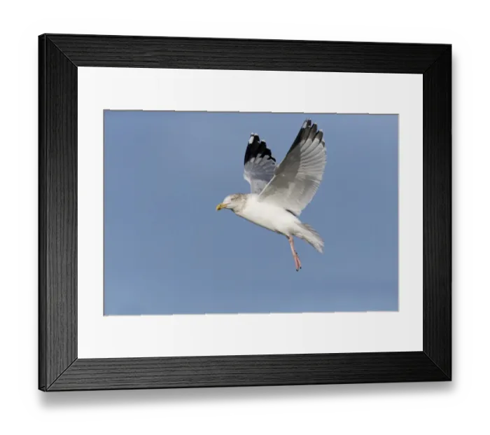 Framed Print : Herring Gull (Larus argentatus) adult, non-breeding plumage, in flight, Suffolk, England, December