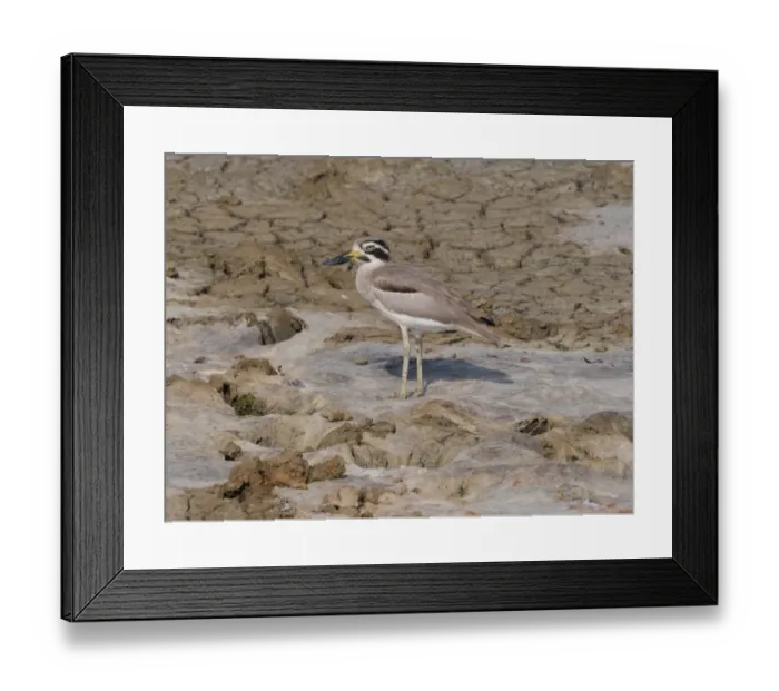 Framed Print : Great Thick-knee (Esacus recurvirostris) adult, standing on dry mud, Sri Lanka, February Framed Print : Great Thick-knee (Esacus recurvirostris) adult, standing on dry mud, Sri Lanka, February