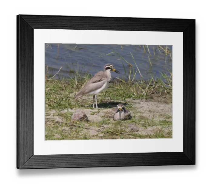 Framed Print : Great Thick-knee (Esacus recurvirostris) adult pair, male standing and female resting at edge of water, Sri Lanka Framed Print : Great Thick-knee (Esacus recurvirostris) adult pair, male standing and female resting at edge of water, Sri Lanka