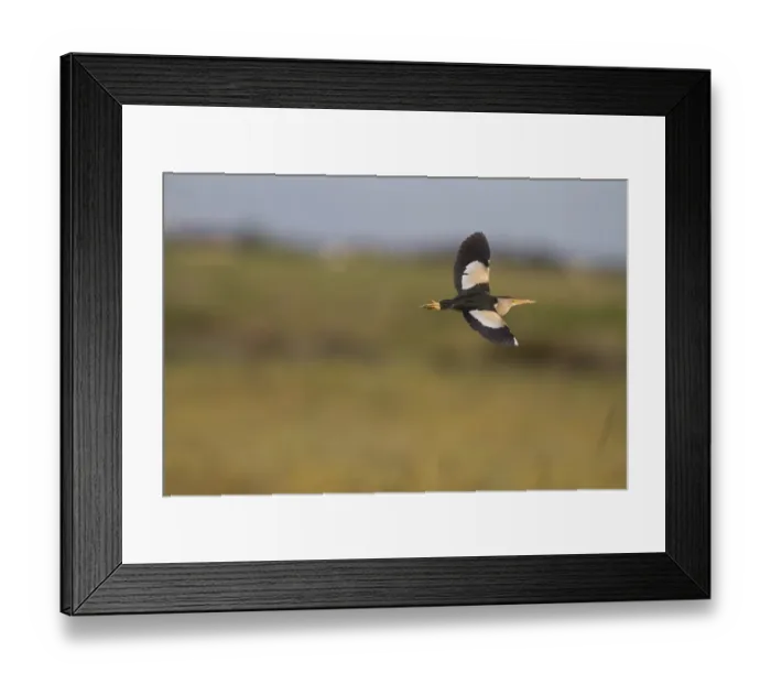 Framed Print : Little Bittern (Ixobrychus minutus) adult male, in flight, Extremadura, Spain, May Framed Print : Little Bittern (Ixobrychus minutus) adult male, in flight, Extremadura, Spain, May