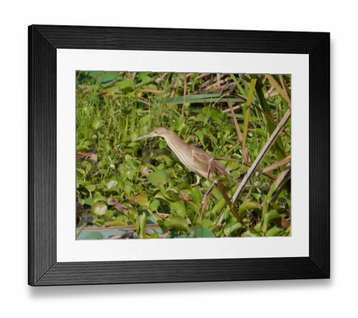 Framed Print : Yellow Bittern (Ixobrychus sinensis) immature, fishing amongst aquatic vegetation, Sri Lanka, January Framed Print : Yellow Bittern (Ixobrychus sinensis) immature, fishing amongst aquatic vegetation, Sri Lanka, January