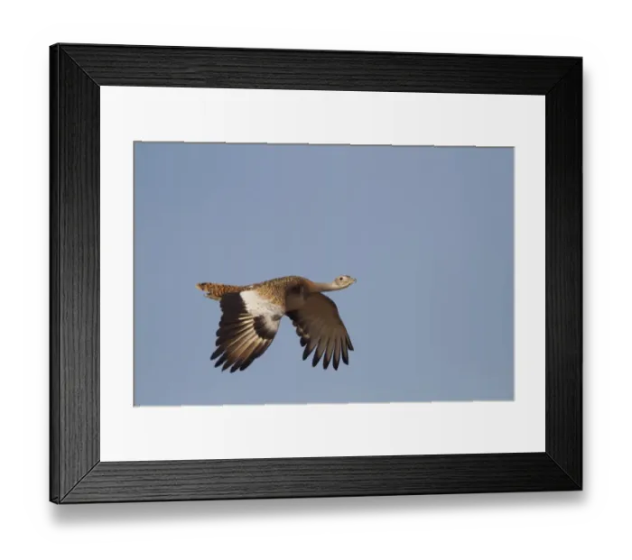 Framed Print : Great Bustard (Otis tarda) adult female, in flight, Extremadura, Spain, September Framed Print : Great Bustard (Otis tarda) adult female, in flight, Extremadura, Spain, September