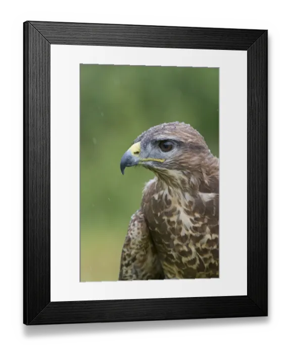 Framed Print : Common Buzzard (Buteo buteo) adult, close-up of head and breast, during rainfall, June (captive)