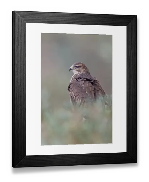 Framed Print : Common Buzzard (Buteo buteo) adult, perched in pine tree, September (captive) Framed Print : Common Buzzard (Buteo buteo) adult, perched in pine tree, September (captive)
