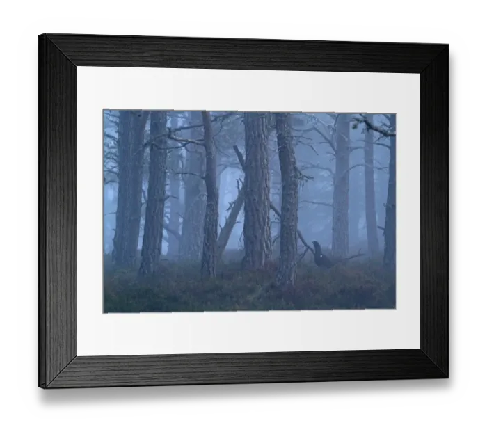 Framed Print : Western Capercaillie (Tetrao urogallus) adult male, standing in misty Caledonian pine forest habitat