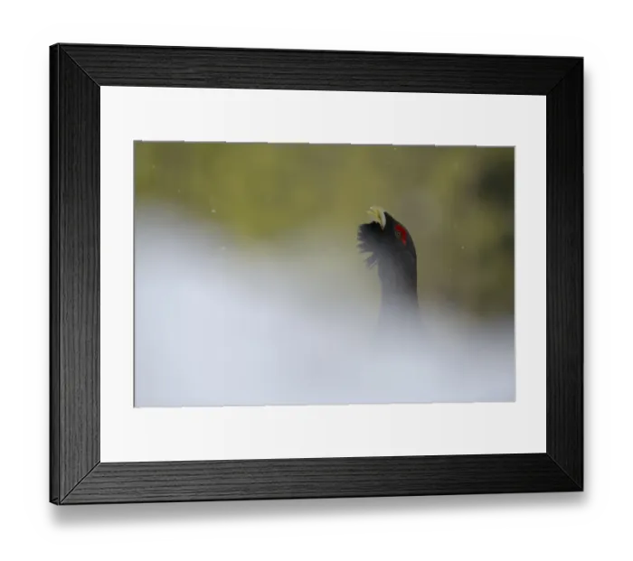 Framed Print : Western Capercaillie (Tetrao urogallus) adult male, displaying on snow in coniferous forest, Italian Alps, Italy, May Framed Print : Western Capercaillie (Tetrao urogallus) adult male, displaying on snow in coniferous forest, Italian Alps, Italy, May