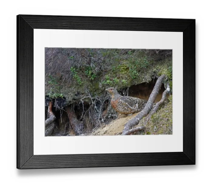 Framed Print : Western Capercaillie (Tetrao urogallus) adult female, emerging from dustbath, Cairngorms N. P