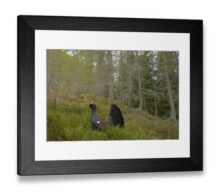 Framed Print : Western Capercaillie (Tetrao urogallus) adult male, displaying in coniferous forest habitat, Italian Alps, Italy, May Framed Print : Western Capercaillie (Tetrao urogallus) adult male, displaying in coniferous forest habitat, Italian Alps, Italy, May