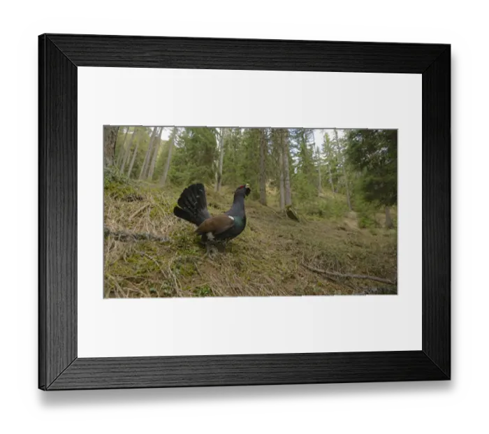 Framed Print : Western Capercaillie (Tetrao urogallus) adult male, displaying in coniferous forest habitat, Italian Alps, Italy, May Framed Print : Western Capercaillie (Tetrao urogallus) adult male, displaying in coniferous forest habitat, Italian Alps, Italy, May