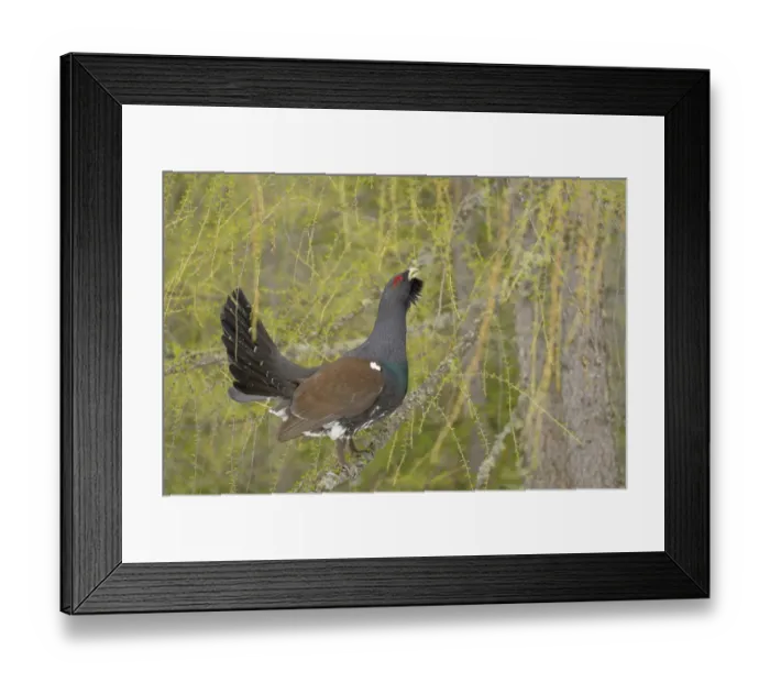 Framed Print : Western Capercaillie (Tetrao urogallus) adult male, displaying from branch in coniferous forest, Italian Alps, Italy Framed Print : Western Capercaillie (Tetrao urogallus) adult male, displaying from branch in coniferous forest, Italian Alps, Italy