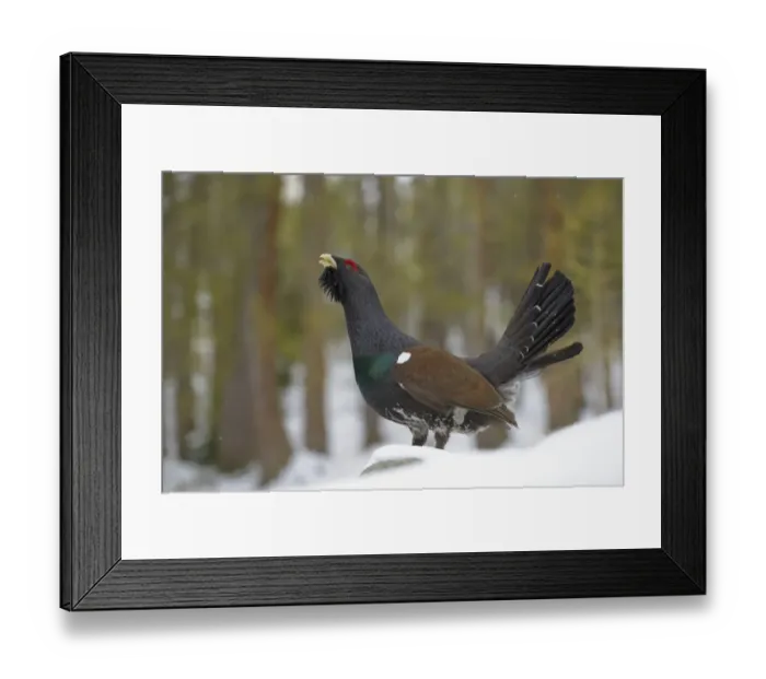 Framed Print : Western Capercaillie (Tetrao urogallus) adult male, displaying on snow in coniferous forest, Italian Alps, Italy, May Framed Print : Western Capercaillie (Tetrao urogallus) adult male, displaying on snow in coniferous forest, Italian Alps, Italy, May