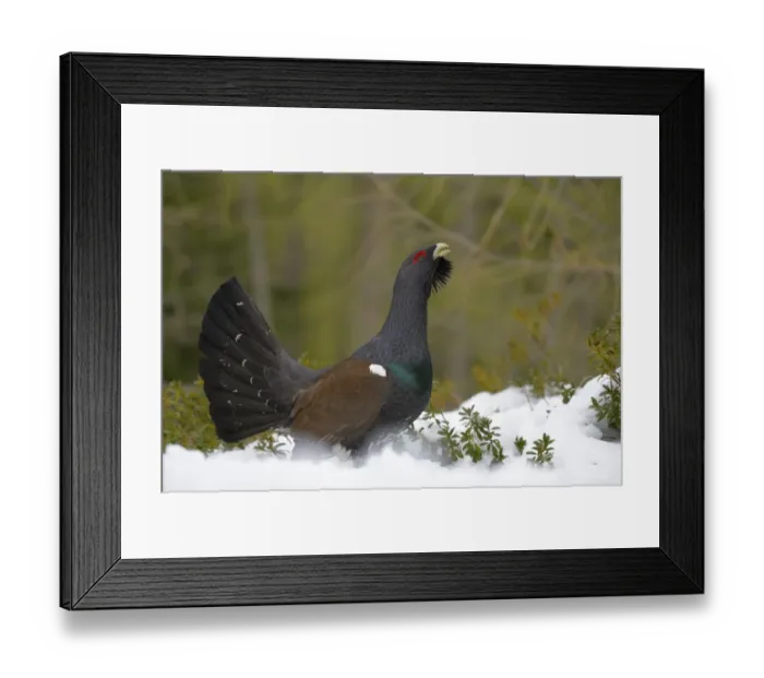 Framed Print : Western Capercaillie (Tetrao urogallus) adult male, displaying on snow in coniferous forest, Italian Alps, Italy, May Framed Print : Western Capercaillie (Tetrao urogallus) adult male, displaying on snow in coniferous forest, Italian Alps, Italy, May