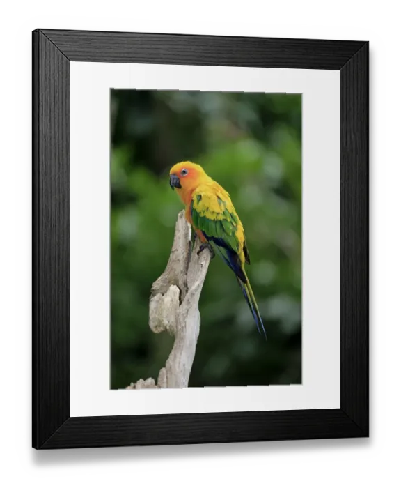 Framed Print : Jandaya Parakeet (Aratinga jandaya) adult, perched on branch (captive) Framed Print : Jandaya Parakeet (Aratinga jandaya) adult, perched on branch (captive)