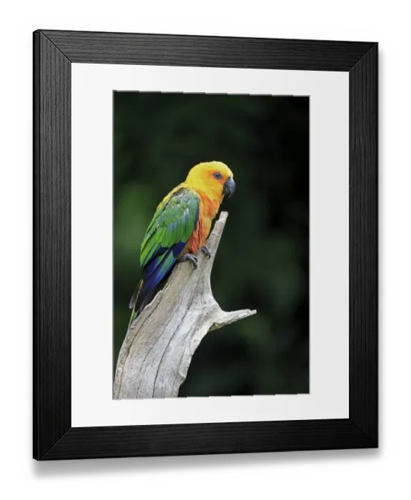 Framed Print : Jandaya Parakeet (Aratinga jandaya) adult, perched on branch (captive) Framed Print : Jandaya Parakeet (Aratinga jandaya) adult, perched on branch (captive)