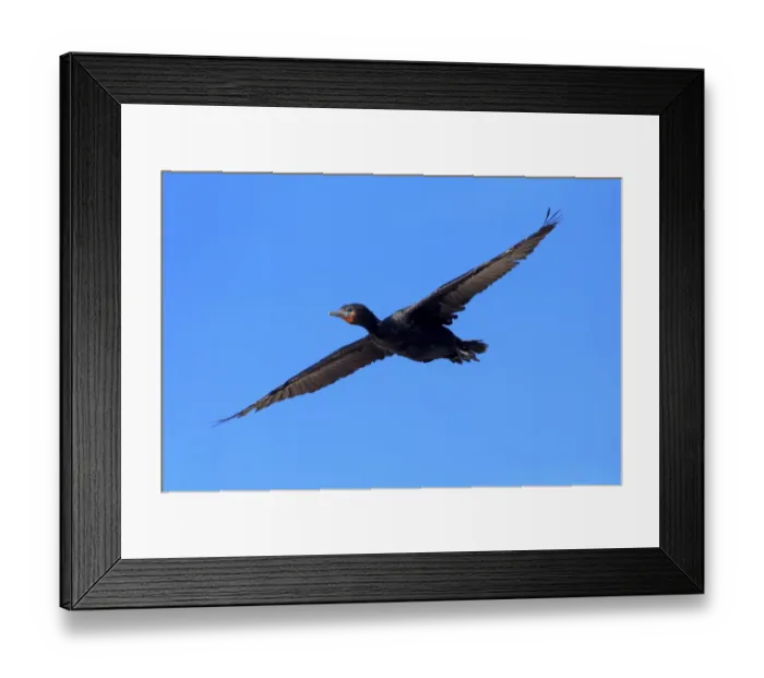 Framed Print : Cape Cormorant (Phalacrocorax capensis) adult, in flight, Bettys Bay, Western Cape, South Africa, December Framed Print : Cape Cormorant (Phalacrocorax capensis) adult, in flight, Bettys Bay, Western Cape, South Africa, December