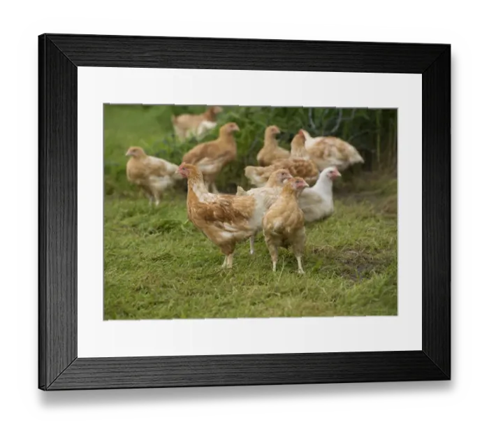 Framed Print : Domestic Chicken, freerange broiler flock, standing on grass, Burnley, Lancashire, England, August Framed Print : Domestic Chicken, freerange broiler flock, standing on grass, Burnley, Lancashire, England, August