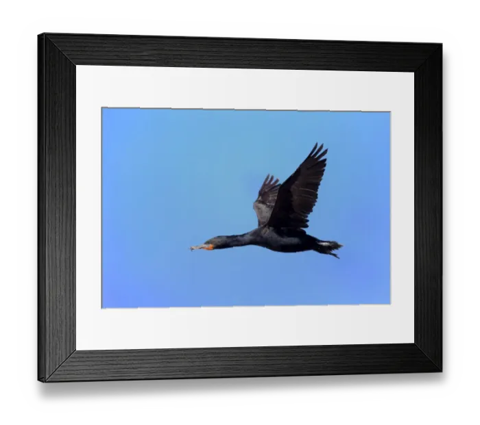 Framed Print : Cape Cormorant (Phalacrocorax capensis) adult, in flight, Bettys Bay, Western Cape, South Africa, December Framed Print : Cape Cormorant (Phalacrocorax capensis) adult, in flight, Bettys Bay, Western Cape, South Africa, December