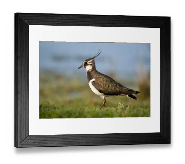 Framed Print : Northern Lapwing (Vanellus vanellus) adult, non-breeding plumage, walking on dew covered grass, Elmley Marshes N. N. R Framed Print : Northern Lapwing (Vanellus vanellus) adult, non-breeding plumage, walking on dew covered grass, Elmley Marshes N. N. R