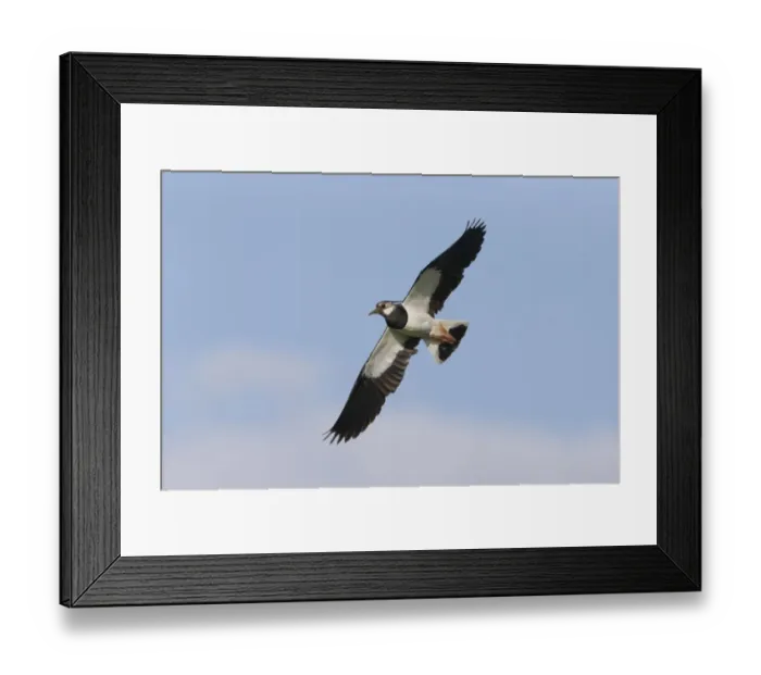 Framed Print : Northern Lapwing (Vanellus vanellus) adult male, breeding plumage, in flight, Suffolk, England, June Framed Print : Northern Lapwing (Vanellus vanellus) adult male, breeding plumage, in flight, Suffolk, England, June
