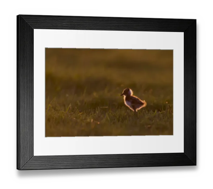 Framed Print : Northern Lapwing (Vanellus vanellus) chick, standing in grass on grazing marsh, backlit at sunset, Suffolk, England Framed Print : Northern Lapwing (Vanellus vanellus) chick, standing in grass on grazing marsh, backlit at sunset, Suffolk, England