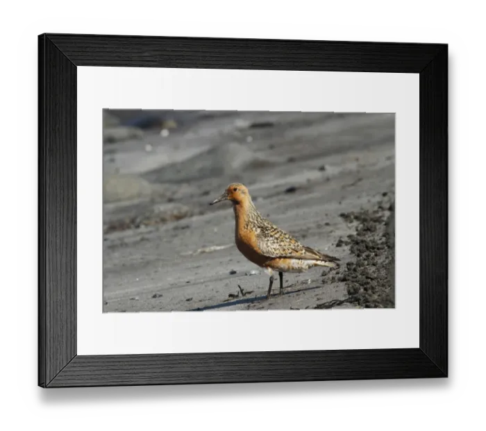 Framed Print : Knot (Calidris canutus) adult, breeding plumage, passage migrant standing on volcanic black sand beach Framed Print : Knot (Calidris canutus) adult, breeding plumage, passage migrant standing on volcanic black sand beach