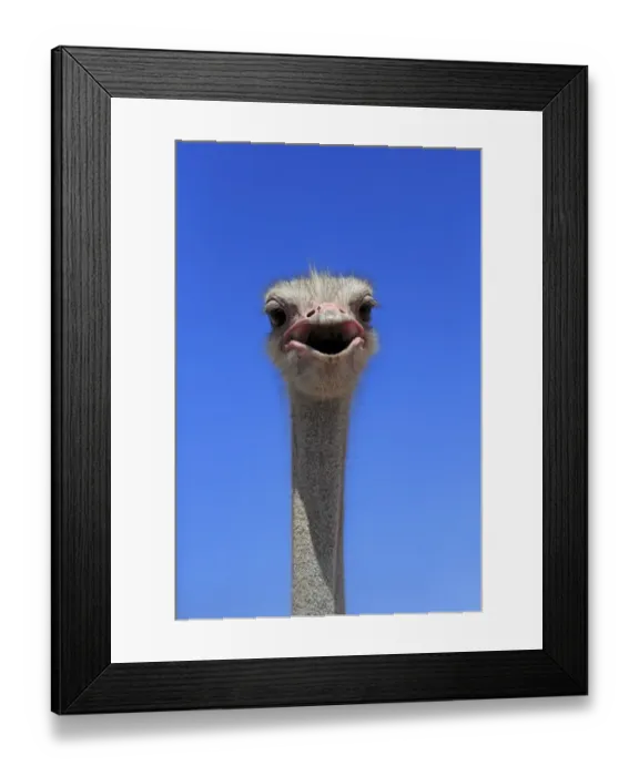 Framed Print : South African Ostrich (Struthio camelus australis) adult male, close-up of head and neck, with beak open, Little Karoo Framed Print : South African Ostrich (Struthio camelus australis) adult male, close-up of head and neck, with beak open, Little Karoo