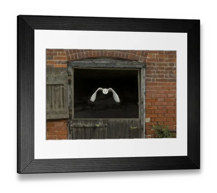Framed Print : Barn Owl (Tyto alba) adult, in flight through stable door, Suffolk, England, September (captive) Framed Print : Barn Owl (Tyto alba) adult, in flight through stable door, Suffolk, England, September (captive)