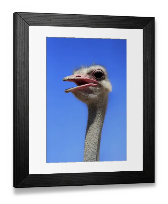Framed Print : South African Ostrich (Struthio camelus australis) adult male, close-up of head and neck, with beak open, Little Karoo Framed Print : South African Ostrich (Struthio camelus australis) adult male, close-up of head and neck, with beak open, Little Karoo