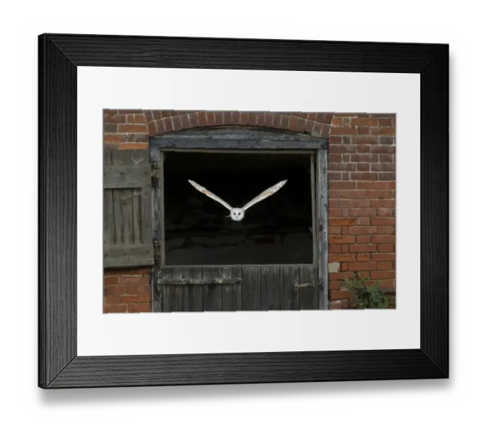 Framed Print : Barn Owl (Tyto alba) adult, in flight through stable door, Suffolk, England, September (captive) Framed Print : Barn Owl (Tyto alba) adult, in flight through stable door, Suffolk, England, September (captive)