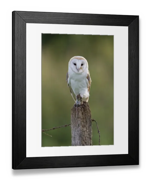 Framed Print : Barn Owl (Tyto alba) adult, with Wood Mouse (Apodemus sylvaticus) prey in talons, perched on fencepost Framed Print : Barn Owl (Tyto alba) adult, with Wood Mouse (Apodemus sylvaticus) prey in talons, perched on fencepost