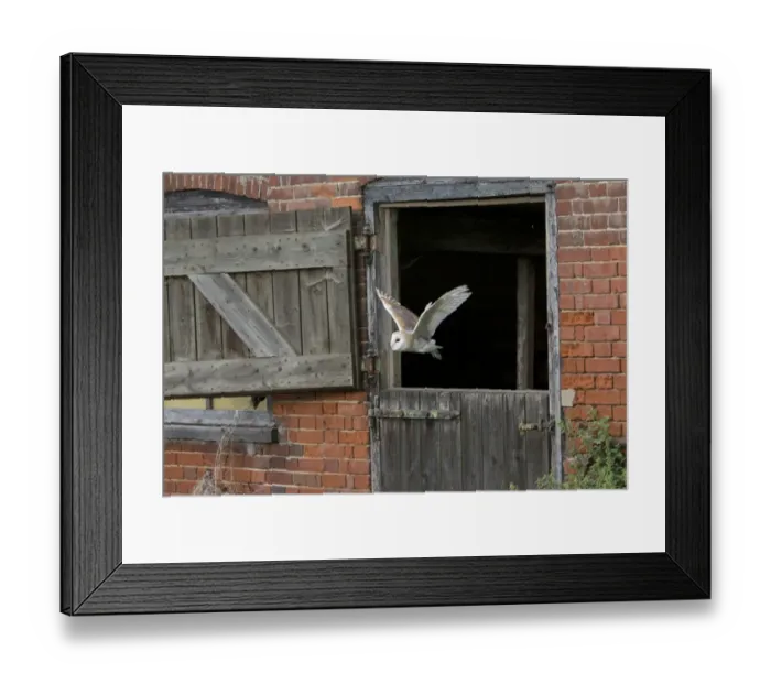 Framed Print : Barn Owl (Tyto alba) adult, in flight through stable door, Suffolk, England, September (captive) Framed Print : Barn Owl (Tyto alba) adult, in flight through stable door, Suffolk, England, September (captive)