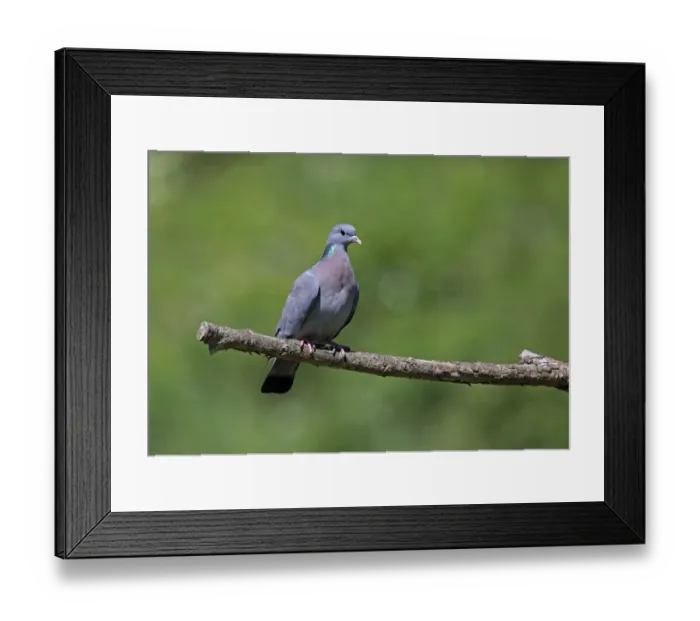 Framed Print : Stock Dove (Columba oenas) adult, perched on branch, Norfolk, England, June Framed Print : Stock Dove (Columba oenas) adult, perched on branch, Norfolk, England, June