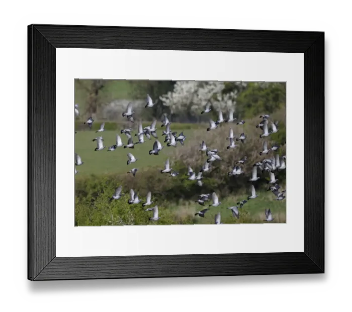 Framed Print : Stock Dove (Columba oenas) flock, in flight, Warwickshire, England, April Framed Print : Stock Dove (Columba oenas) flock, in flight, Warwickshire, England, April