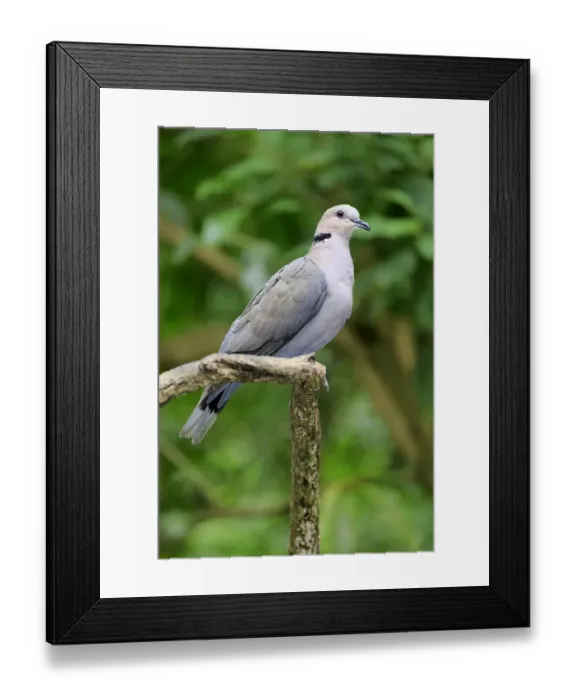 Framed Print : African Collared Dove (Streptopelia roseogrisea) adult, perched on branch (captive) Framed Print : African Collared Dove (Streptopelia roseogrisea) adult, perched on branch (captive)
