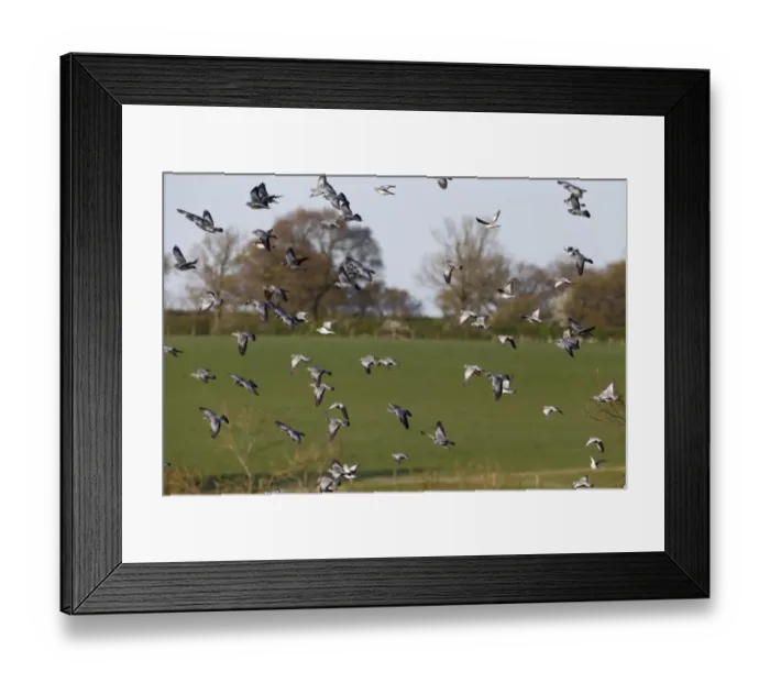 Framed Print : Stock Dove (Columba oenas) flock, in flight, Warwickshire, England, April Framed Print : Stock Dove (Columba oenas) flock, in flight, Warwickshire, England, April