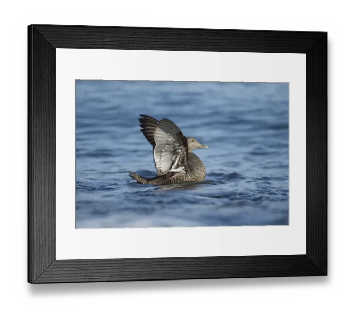Framed Print : Common Eider (Somateria mollissima) adult female, stretching wings at sea, Northumberland, England, May
