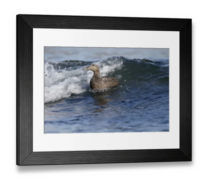 Framed Print : Common Eider (Somateria mollissima) adult female, swimming in surf at sea, Northumberland, England, May