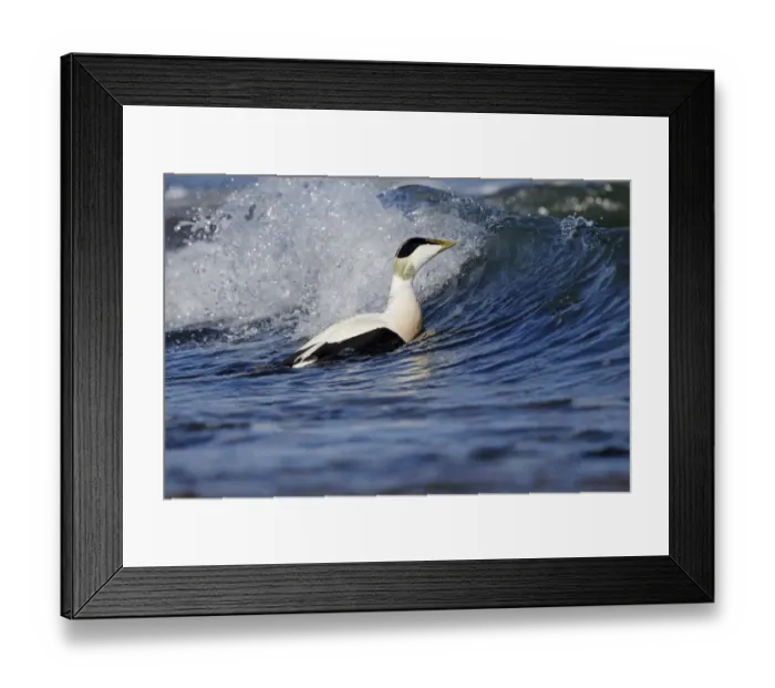 Framed Print : Common Eider (Somateria mollissima) adult male, breeding plumage, swimming in surf at sea, Northumberland, England, May